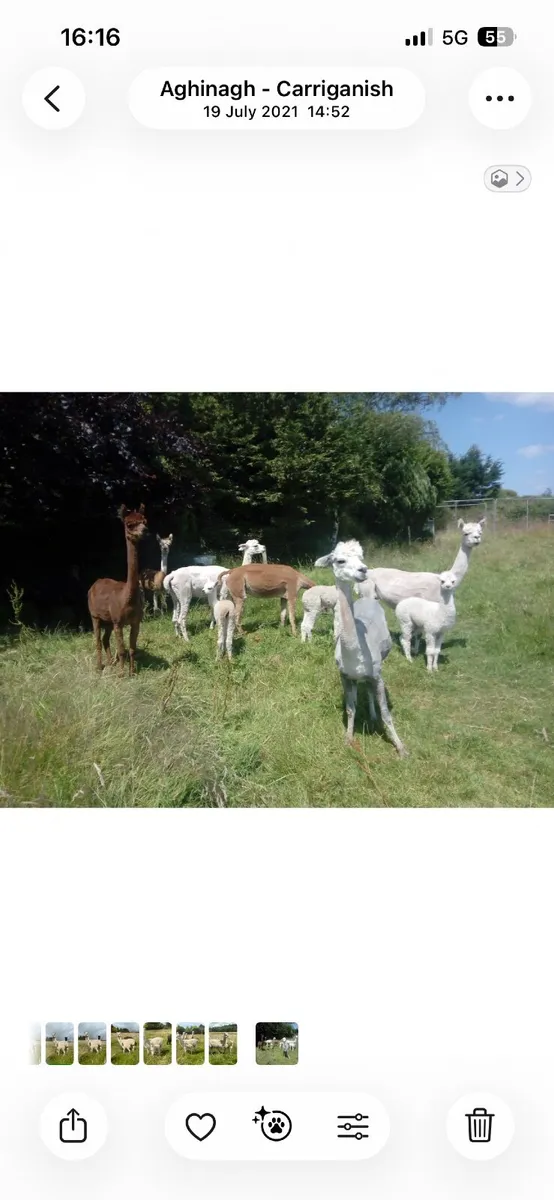 Alpacas - Image 1