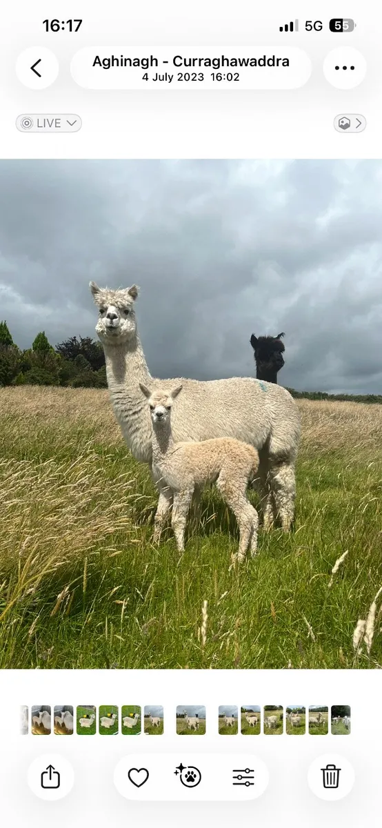 Alpacas - Image 2