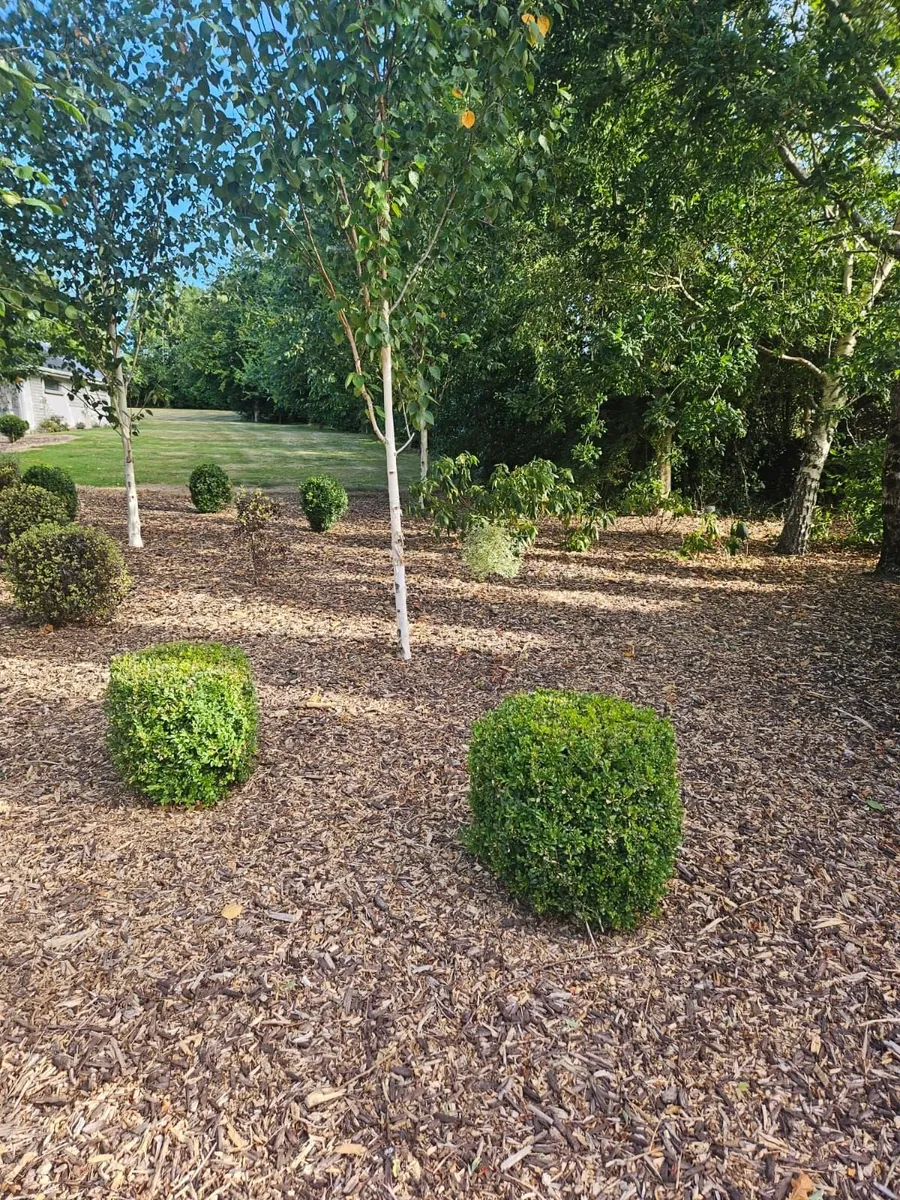 Lot – 37  Garden Shrubs €650  (Box & Pittosporum) - Image 3
