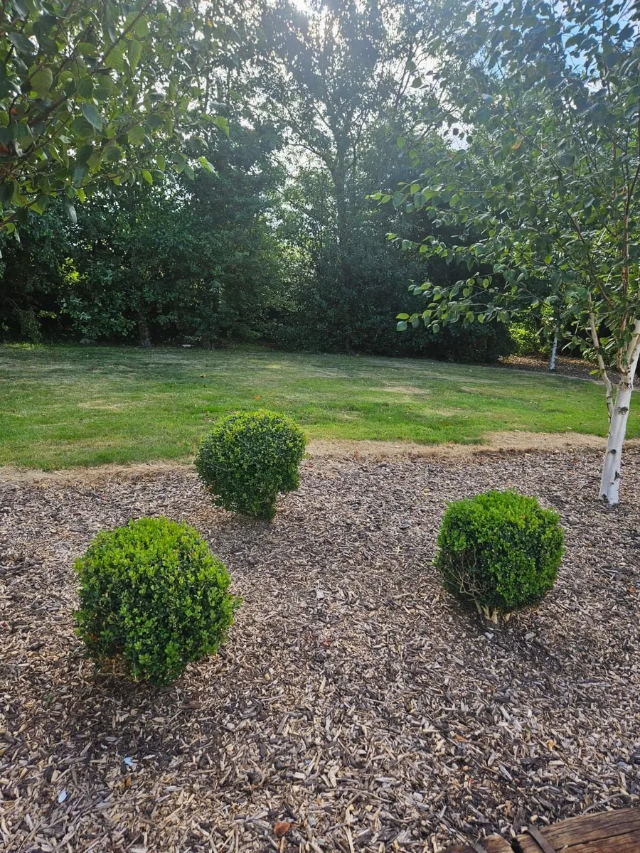 Lot – 37  Garden Shrubs €650  (Box & Pittosporum) - Image 4