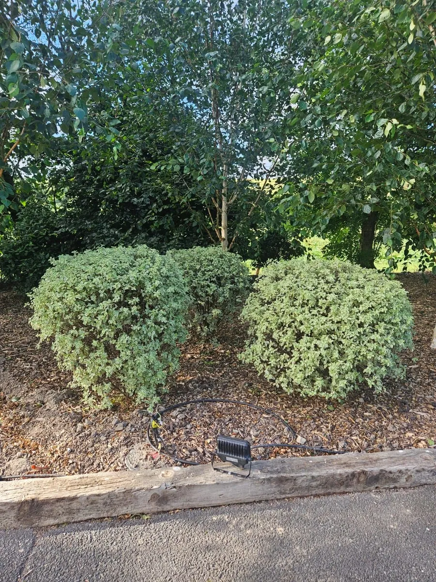 Lot – 37  Garden Shrubs €650  (Box & Pittosporum) - Image 1