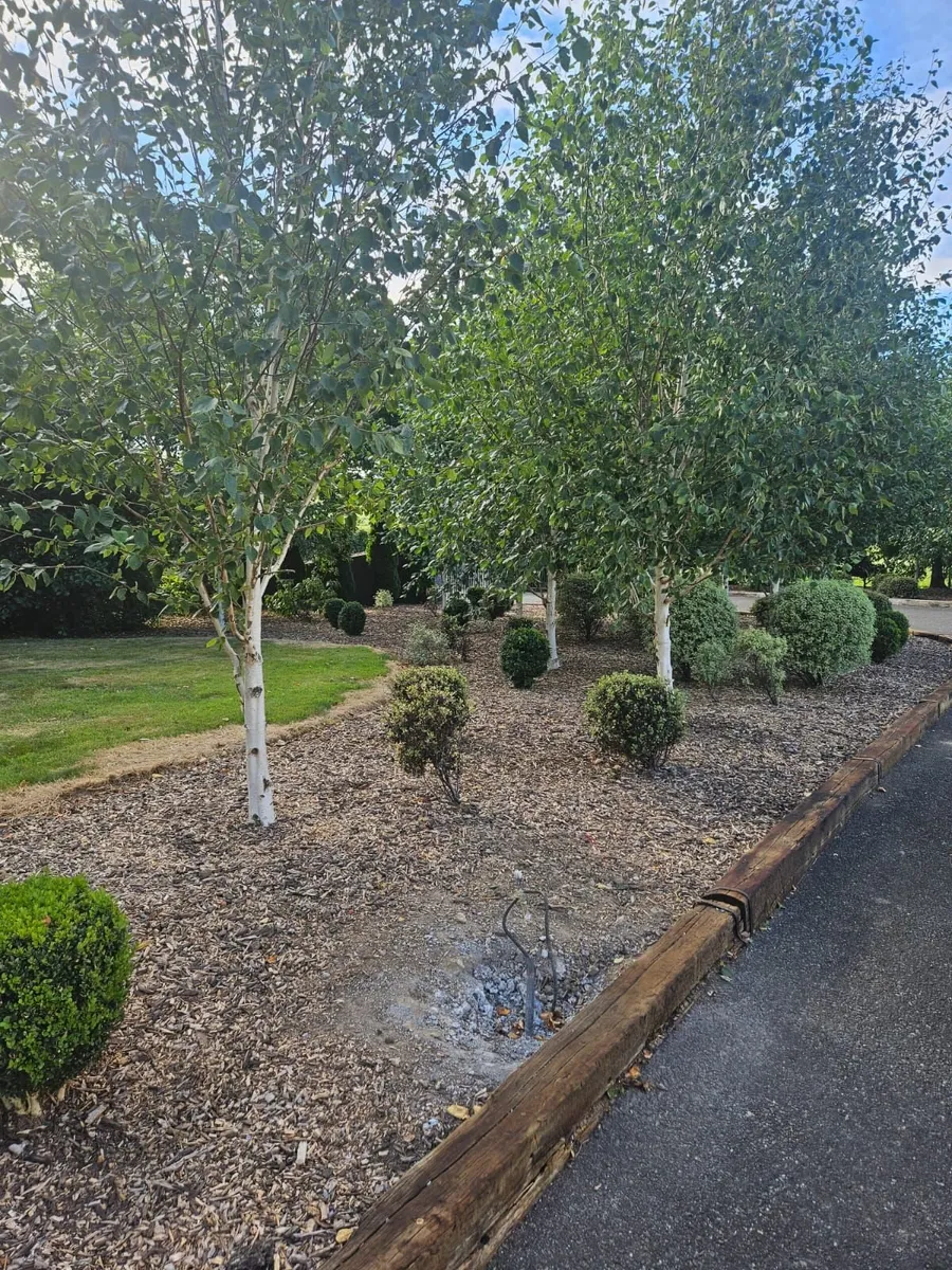 Lot – 37  Garden Shrubs €650  (Box & Pittosporum) - Image 2