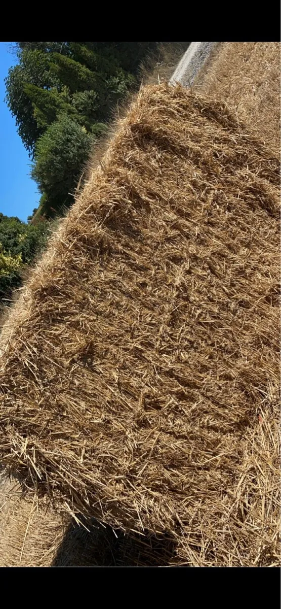 Wheat straw 8x4x4 - Image 3