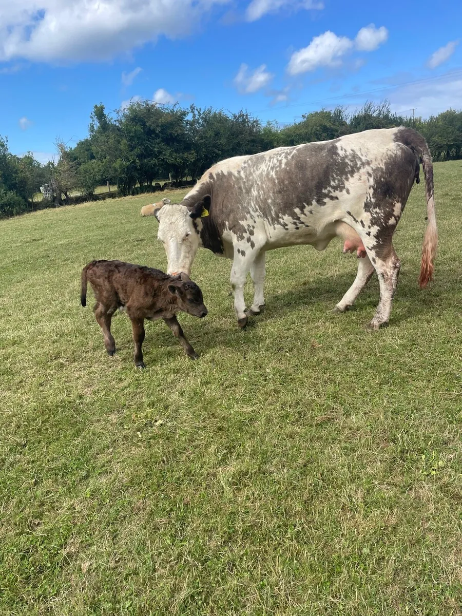 Heifer with bull calf also in calf heifers - Image 1