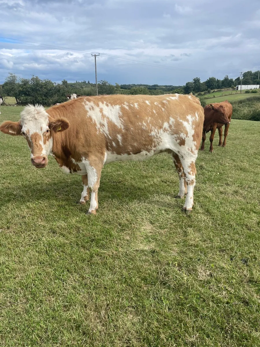 Heifer with bull calf also in calf heifers - Image 2