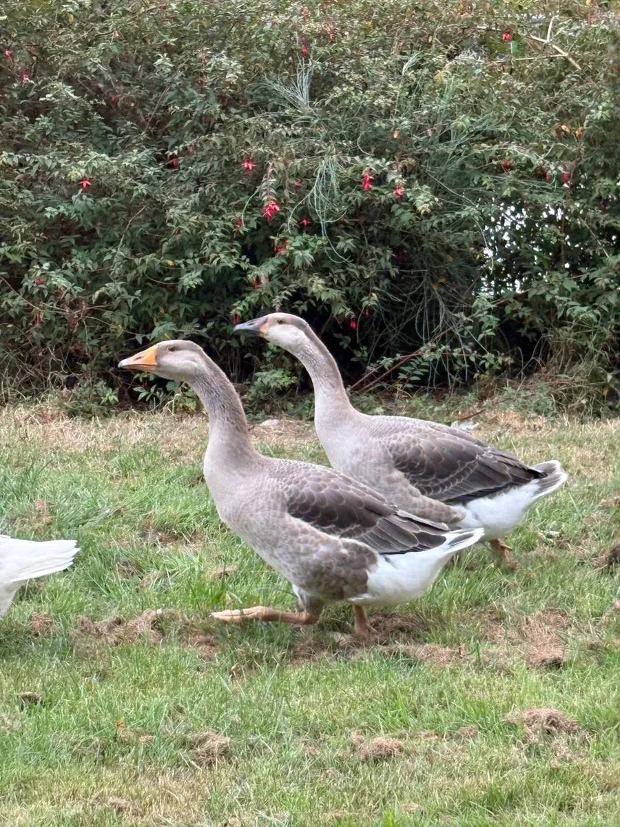 Geese - Image 1