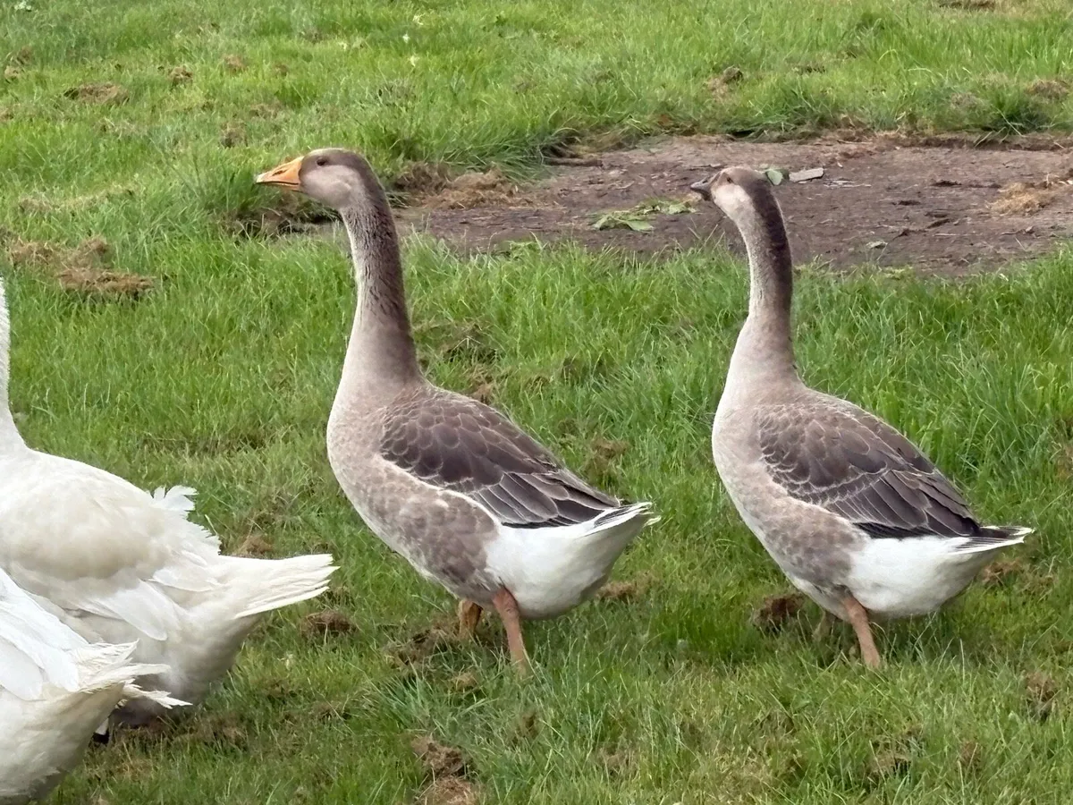 Geese - Image 2