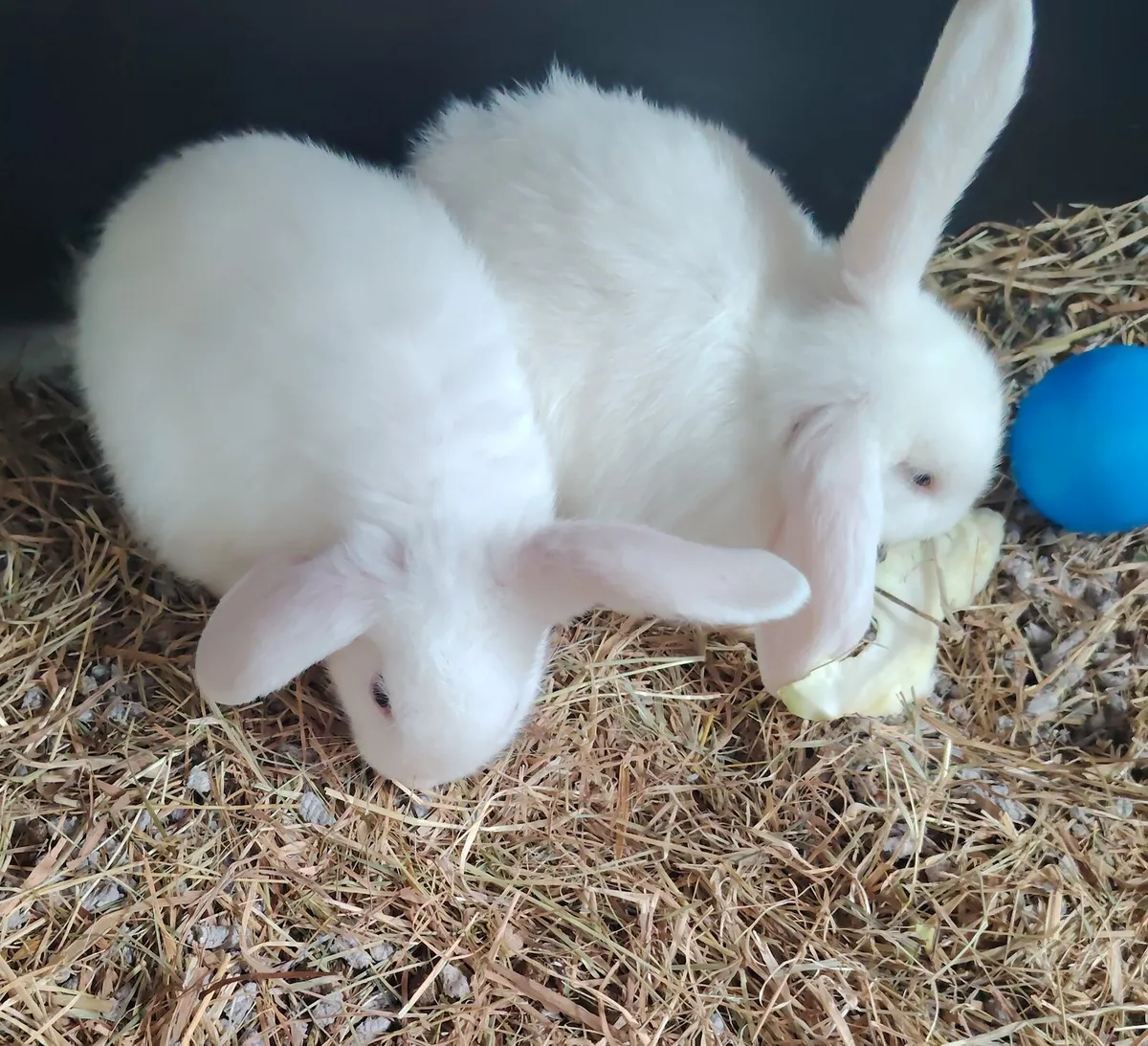 2 white bunnies for sale - Image 2
