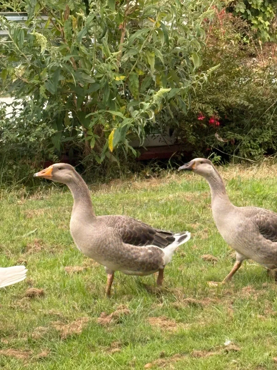Geese - Image 4