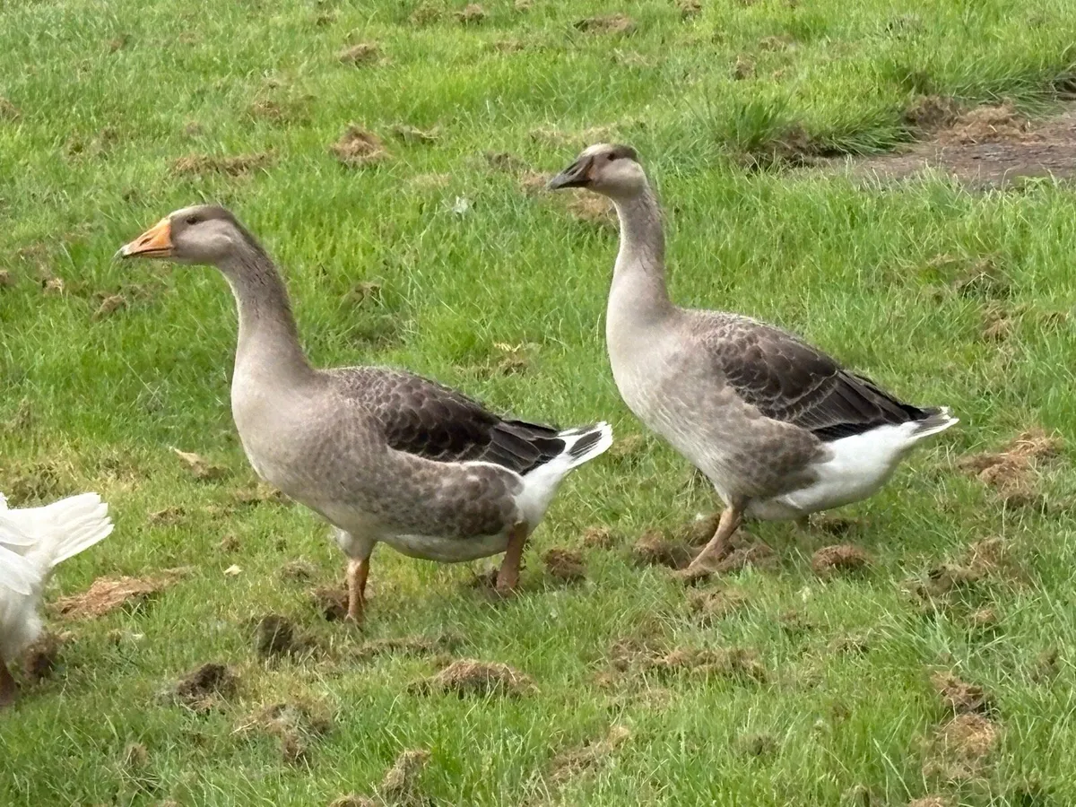 Geese - Image 3