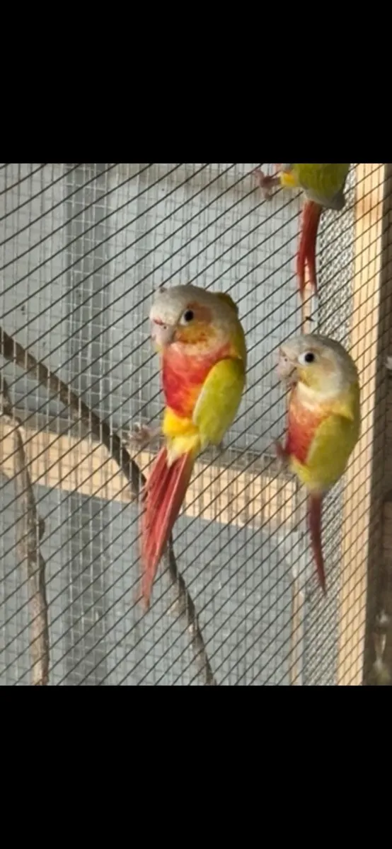 Conures - Image 1