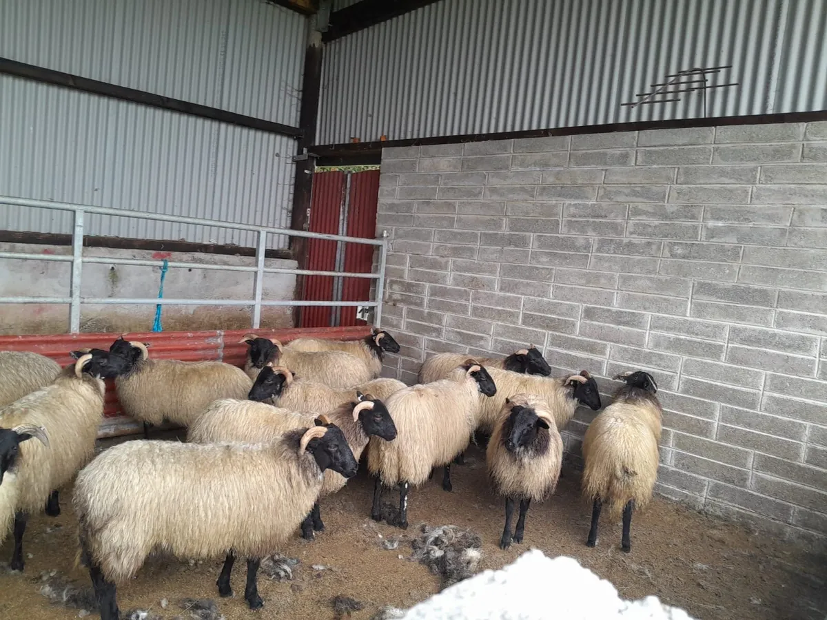 Hardy mayo ewe lambs - Image 1