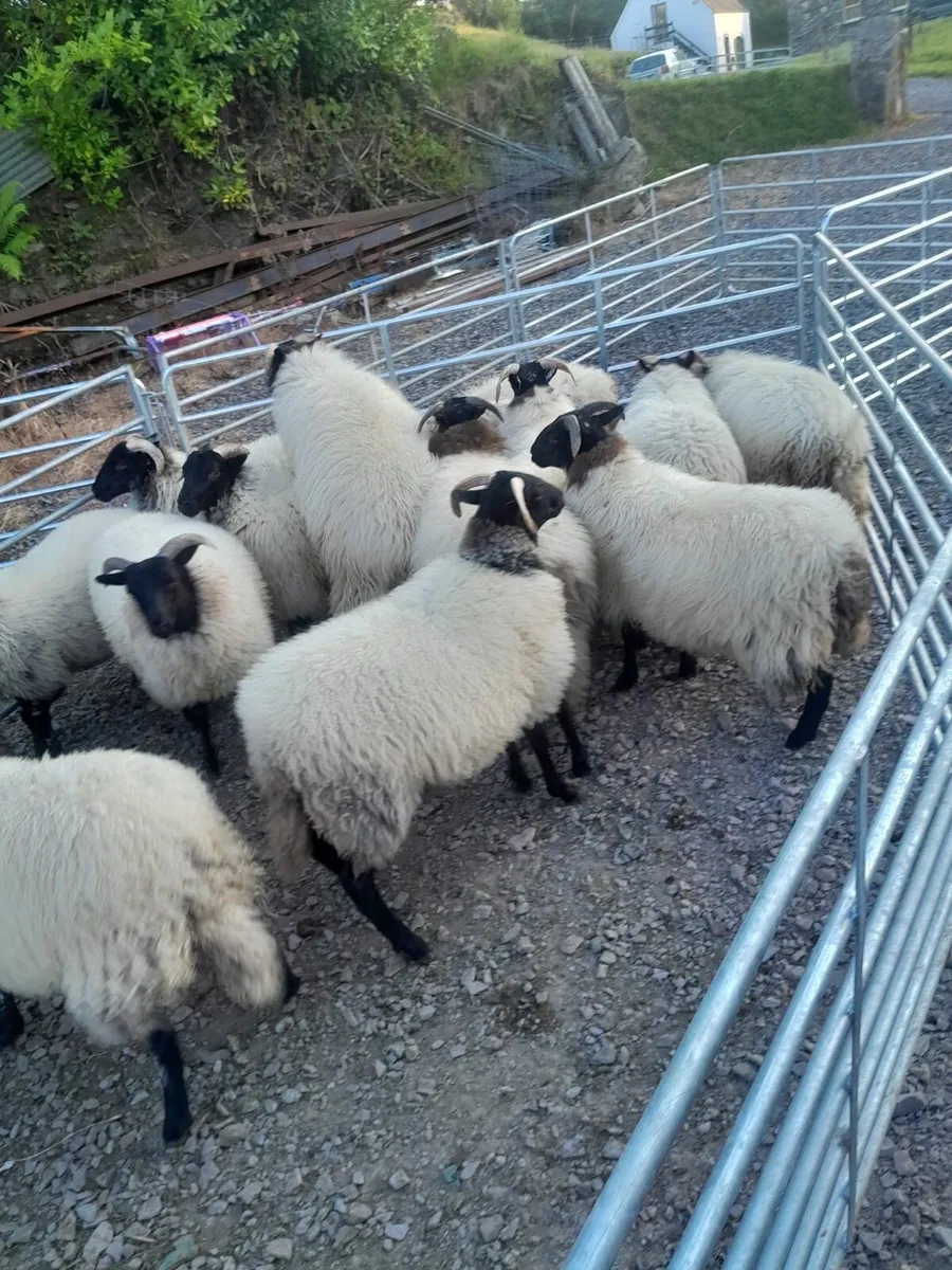 Hardy mayo ewe lambs - Image 4