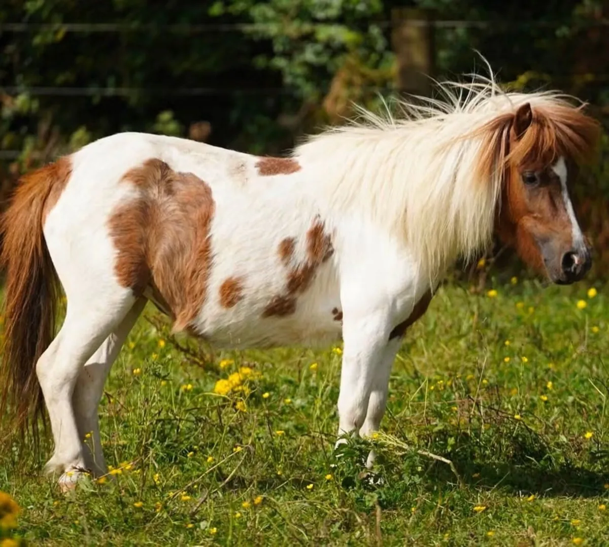 31” Miniature mare - Image 1