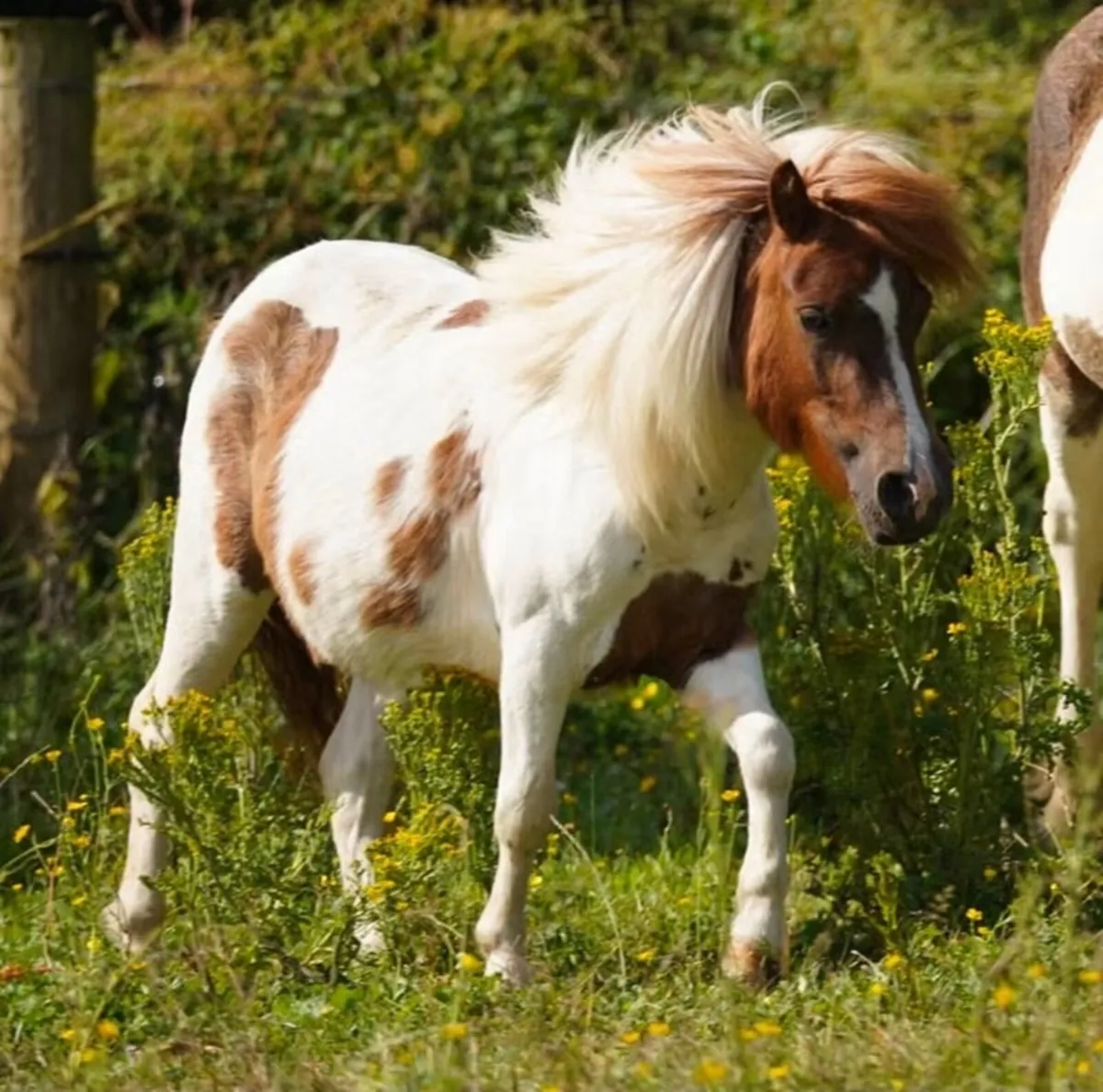 31” Miniature mare - Image 2