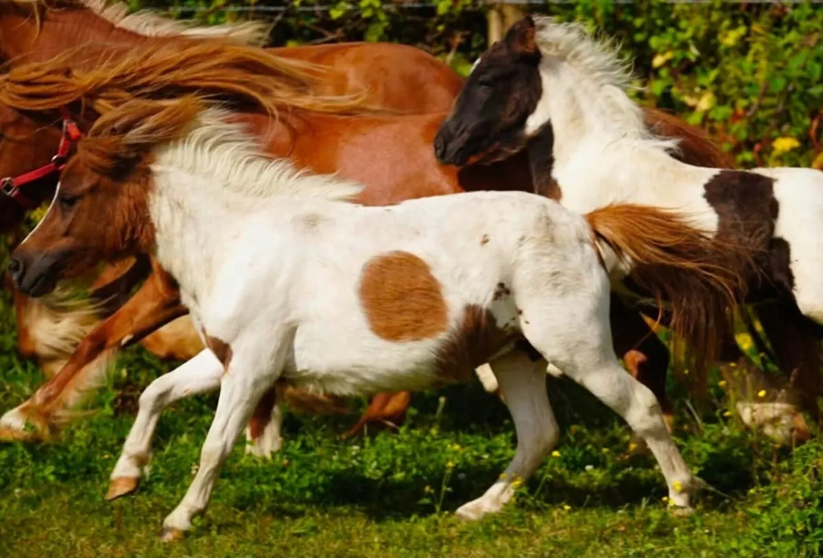 31” Miniature mare - Image 3