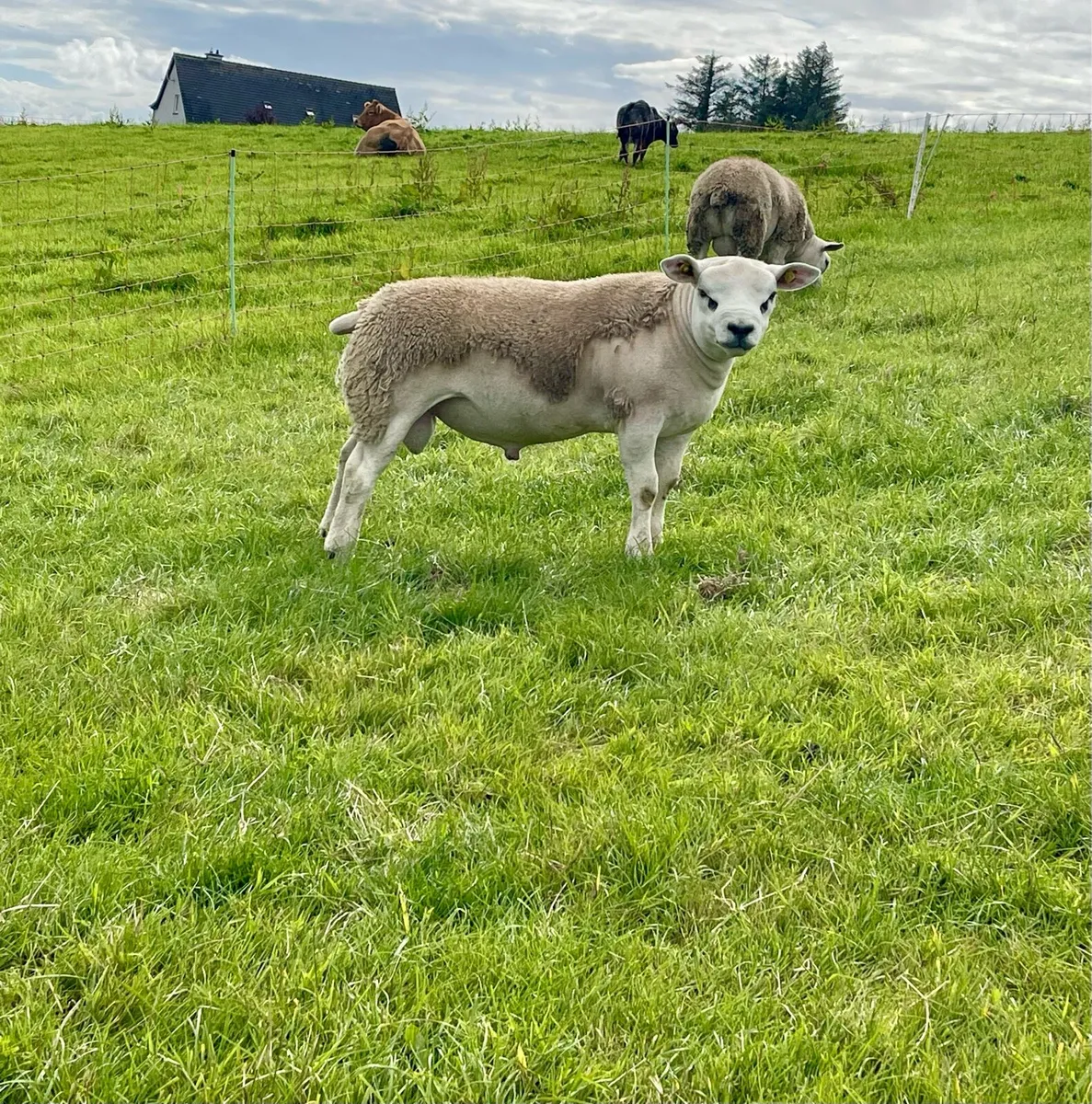 ⭐️SIS Approved Pedigree Registered Texel Ram Lambs - Image 4