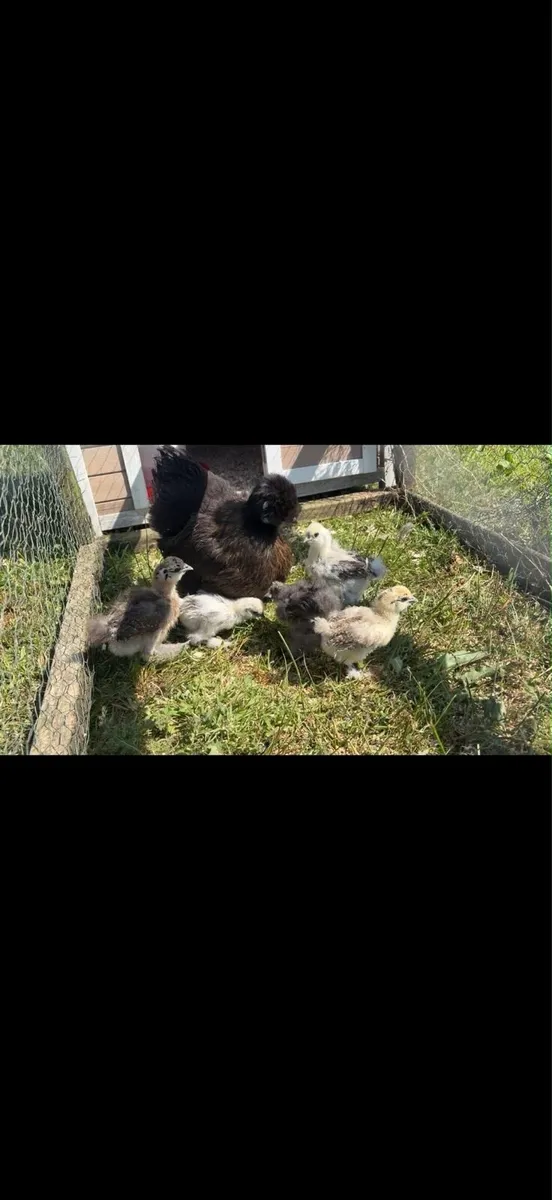 Silkie Hen and Chicks - Image 1