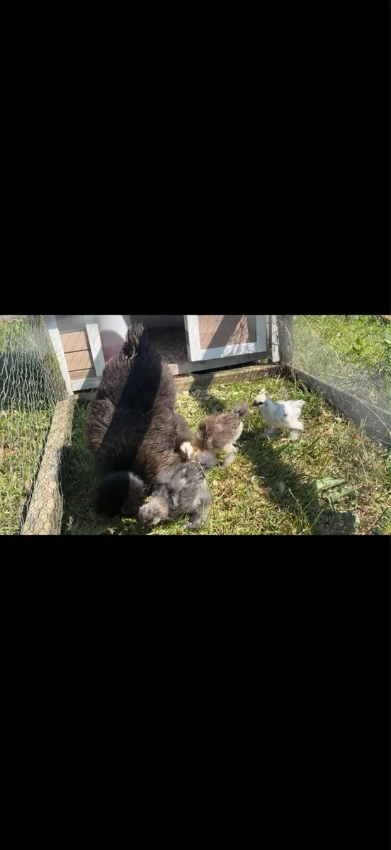 Silkie Hen and Chicks - Image 2