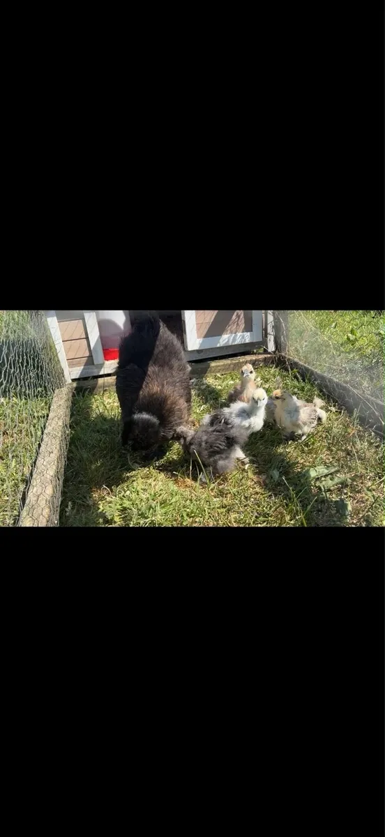 Silkie Hen and Chicks - Image 4