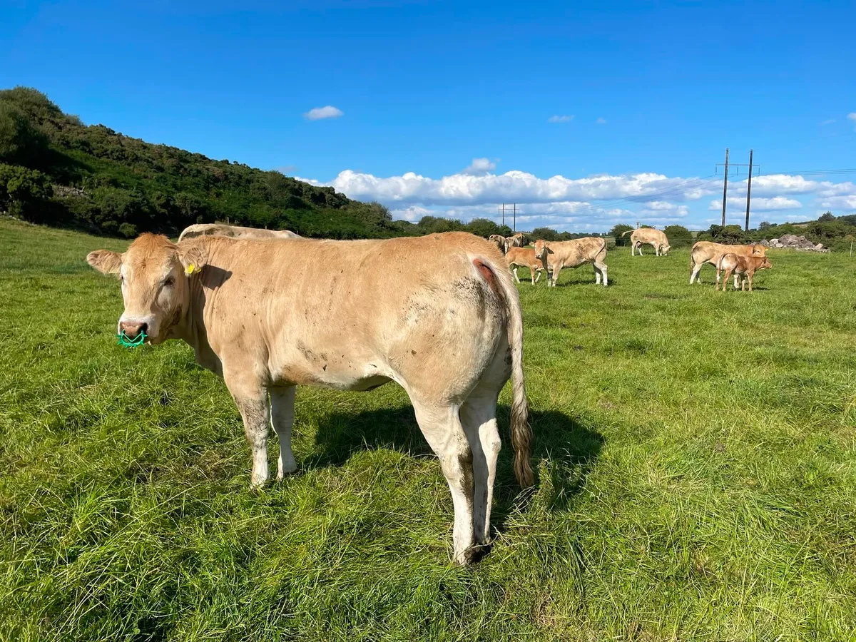 Blonde d'Aquitaine heifers - Image 3