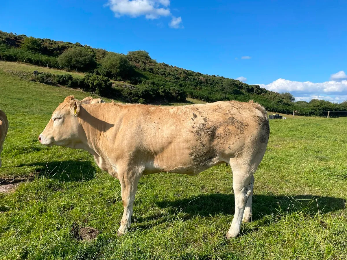 Blonde d'Aquitaine heifers - Image 4