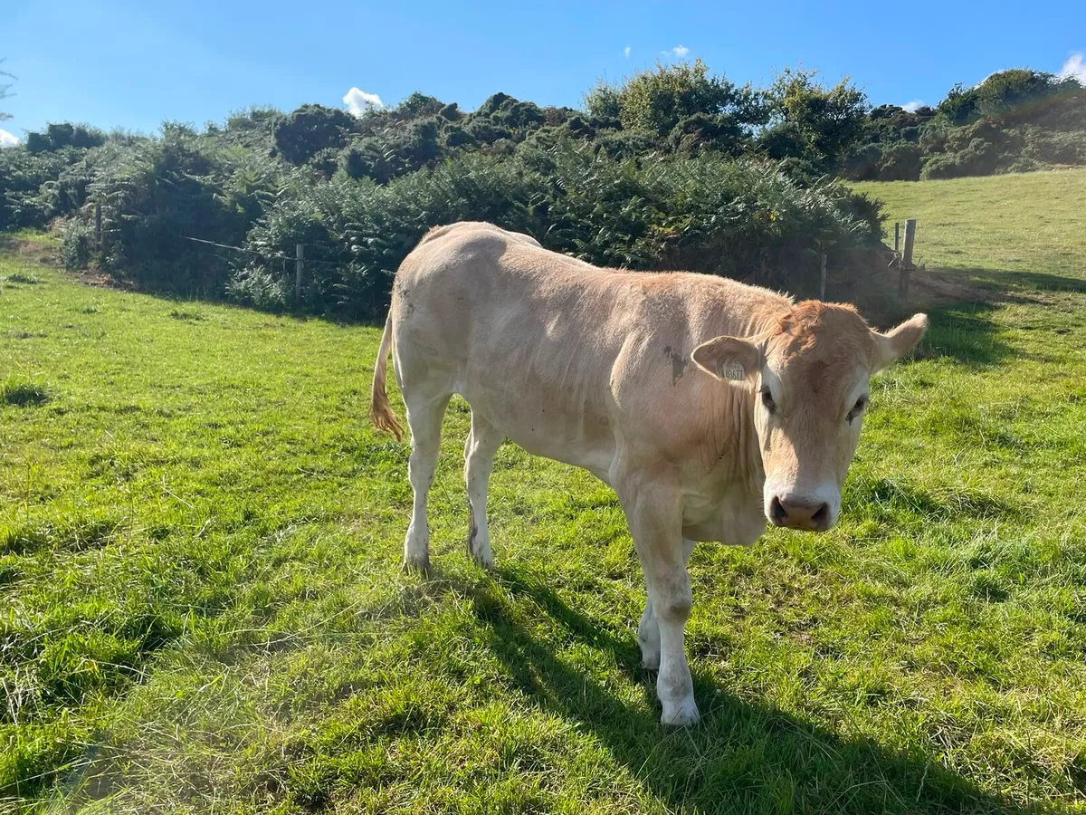 Blonde d'Aquitaine heifers - Image 2