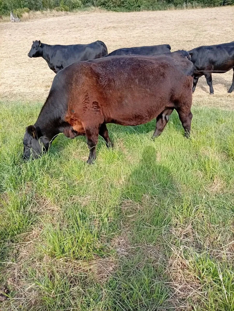 Pedigree Registered Angus Pair - Image 1
