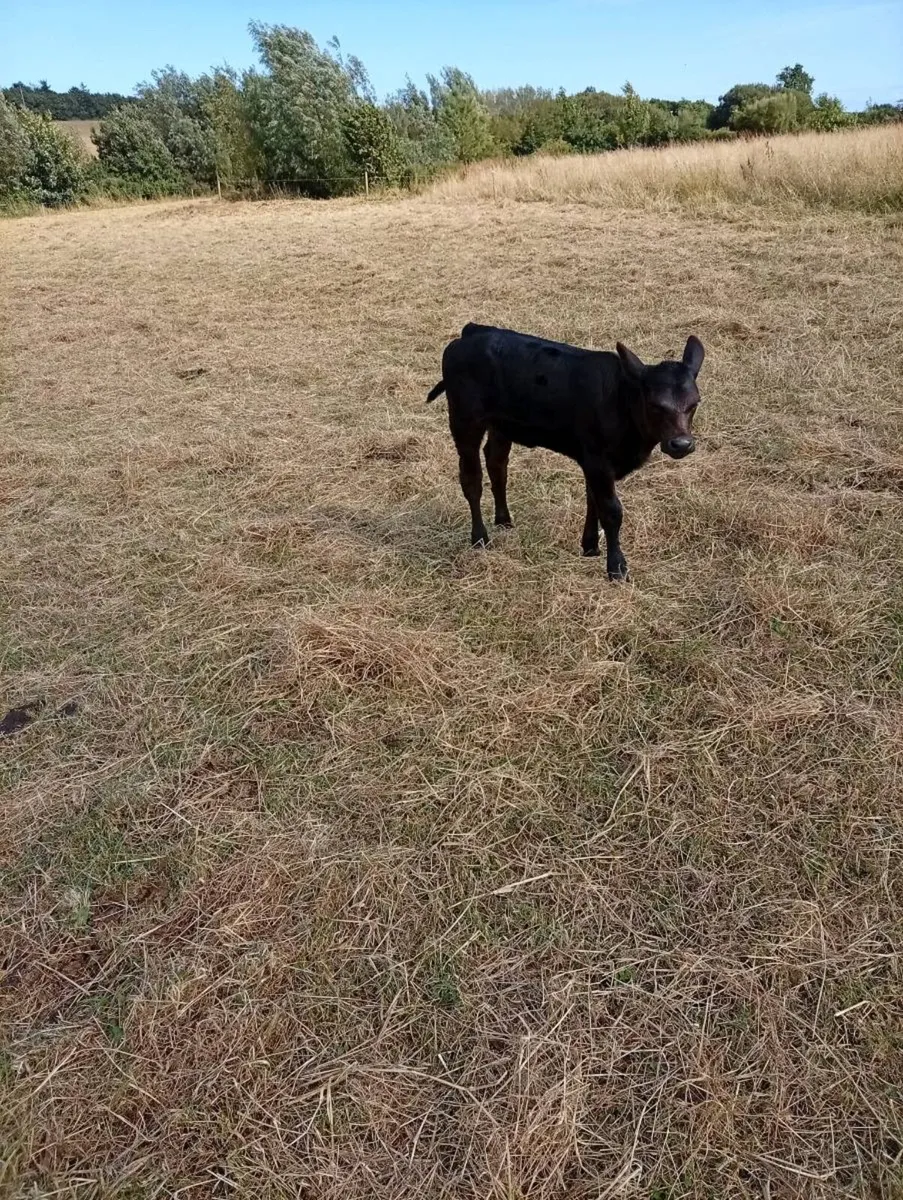 Pedigree Registered Angus Pair - Image 2