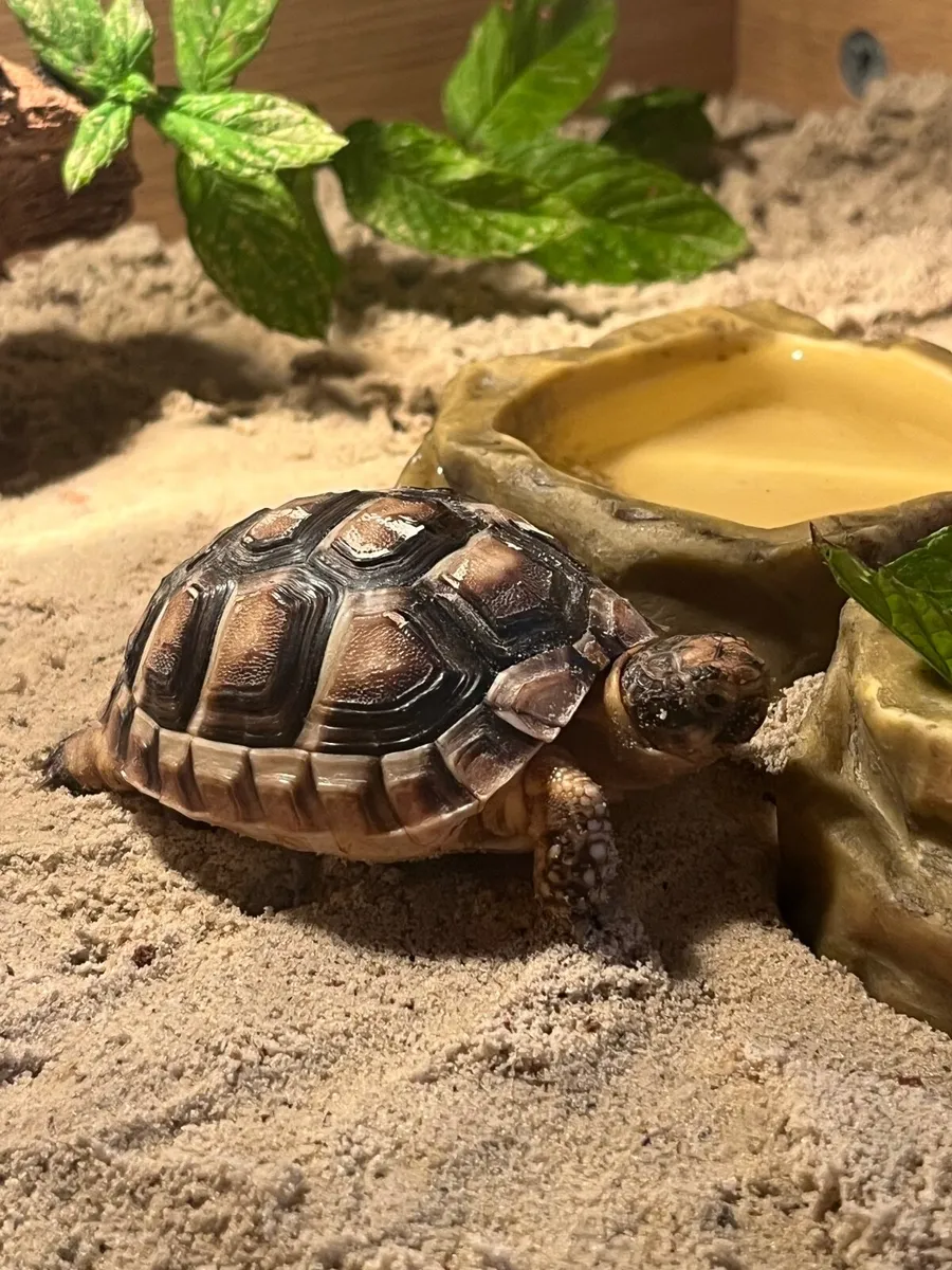 Tortoise - Image 1