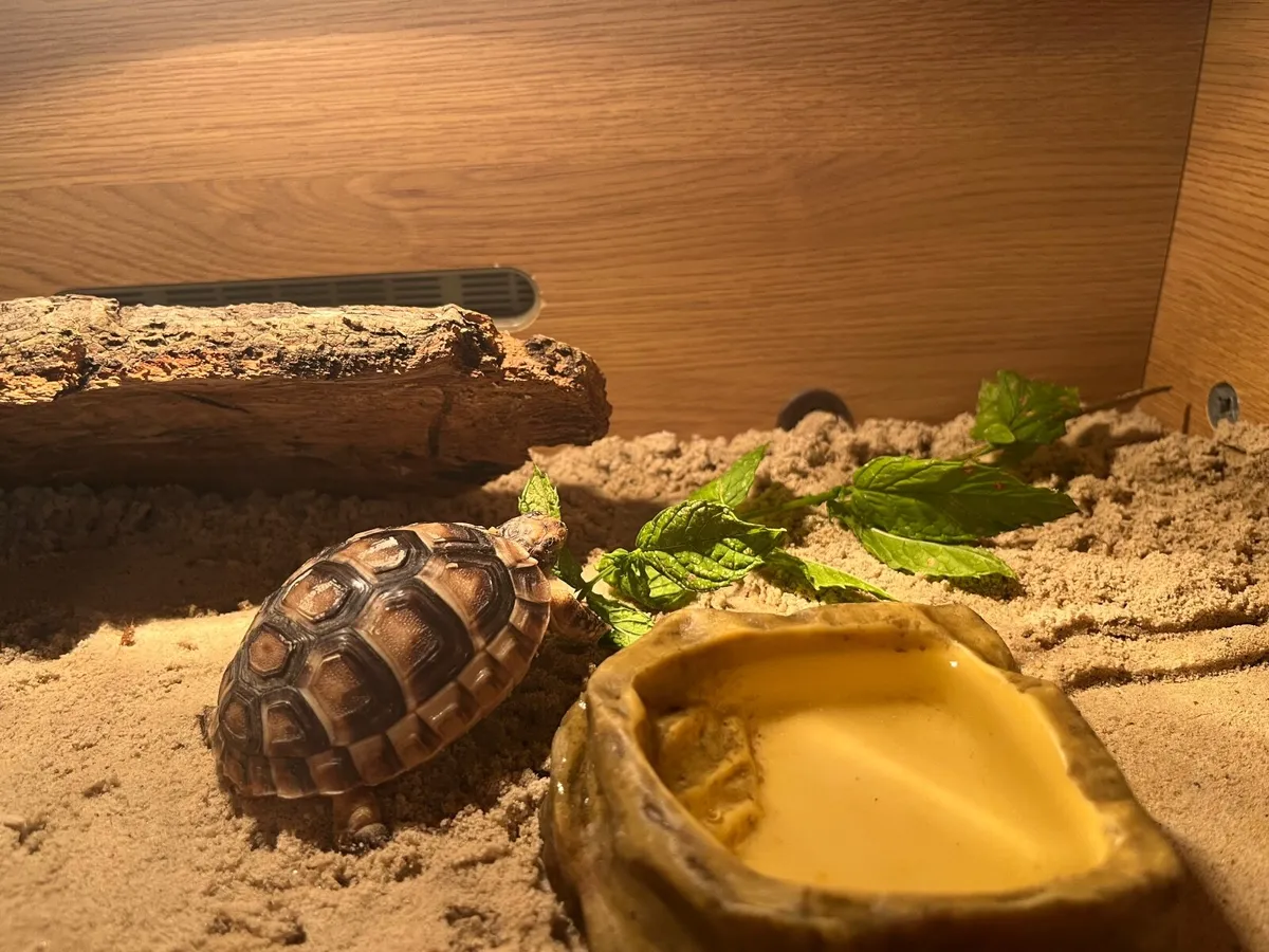 Tortoise - Image 4