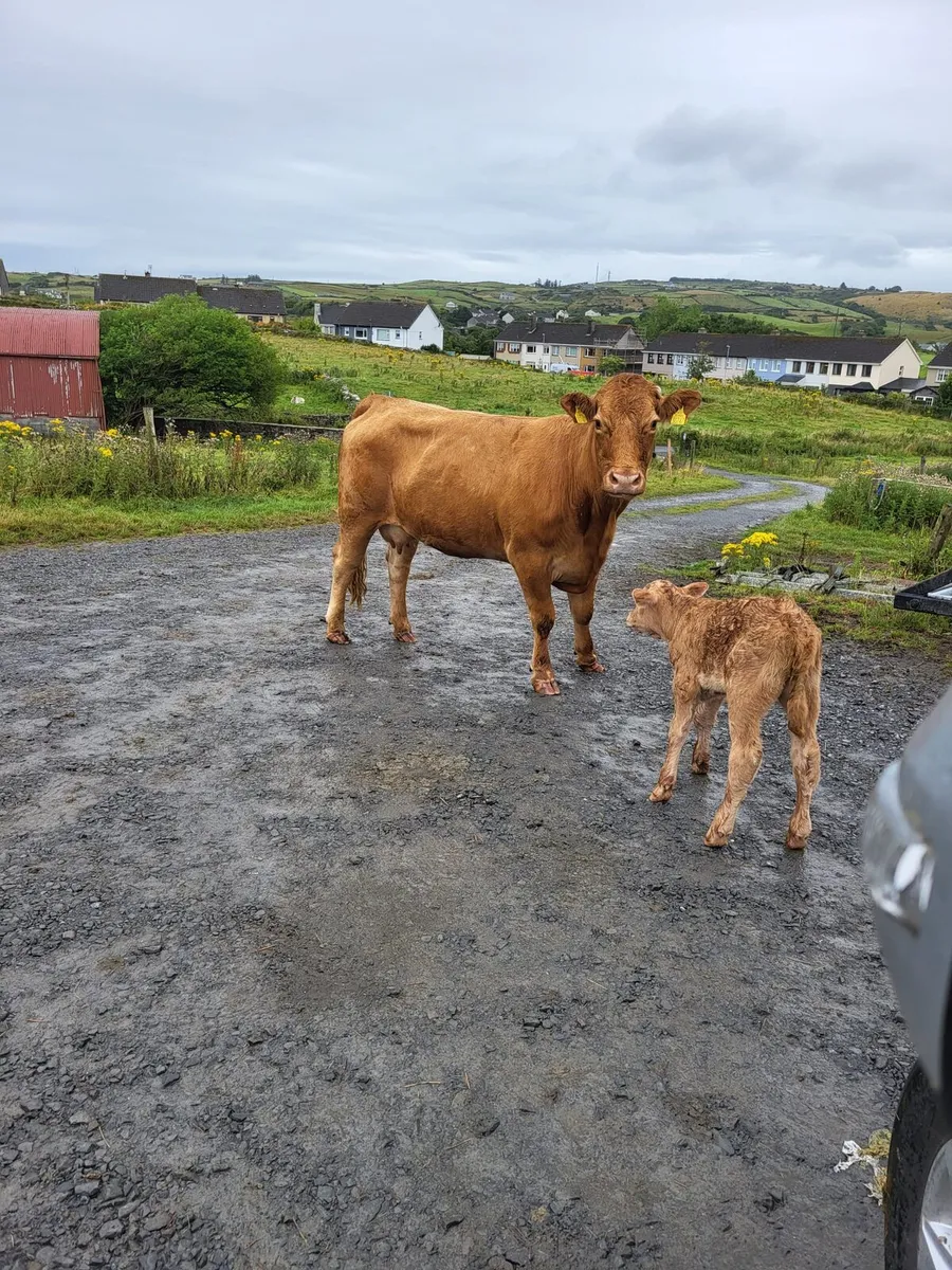 4 Springers with Calfs and stars - Image 1