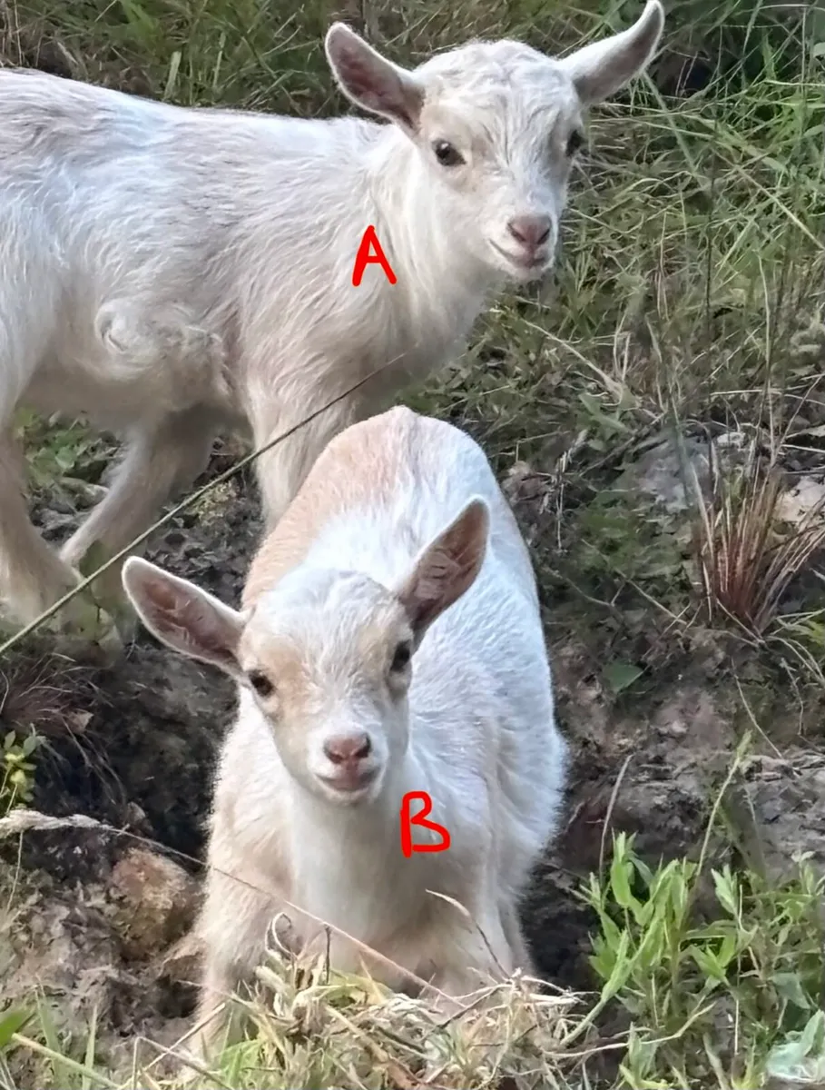 Pygmy kid goats - Image 4