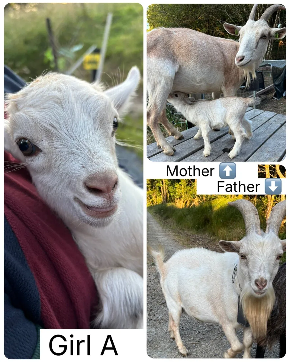 Pygmy kid goats - Image 2