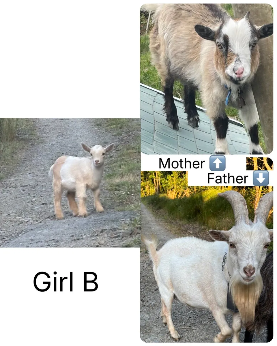 Pygmy kid goats - Image 3