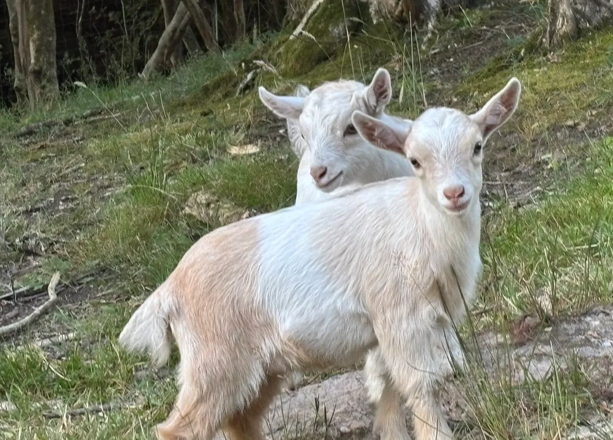 Pygmy kid goats - Image 1