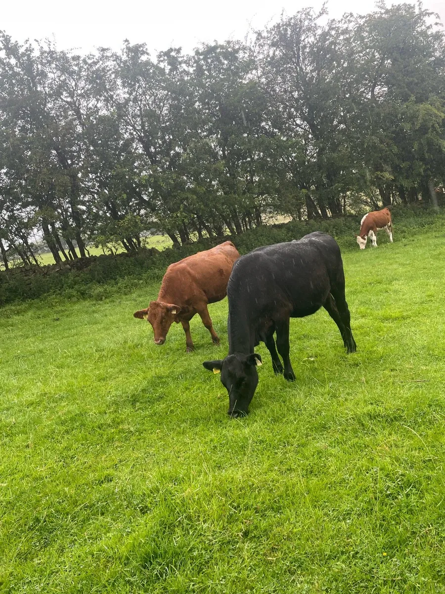 Feeding  heifers