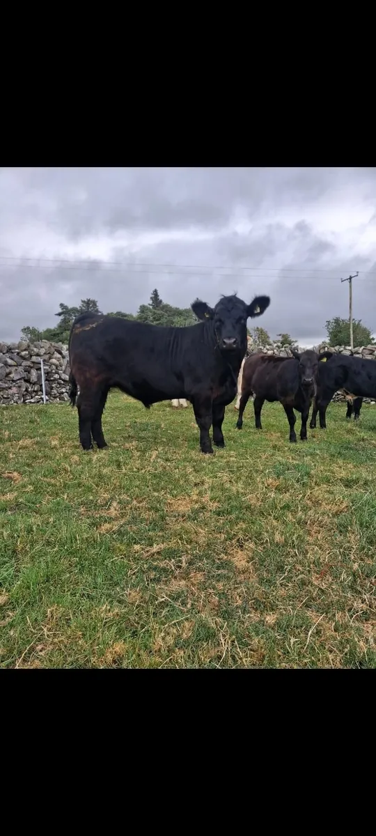 2 bullocks approximately 600kg - Image 1
