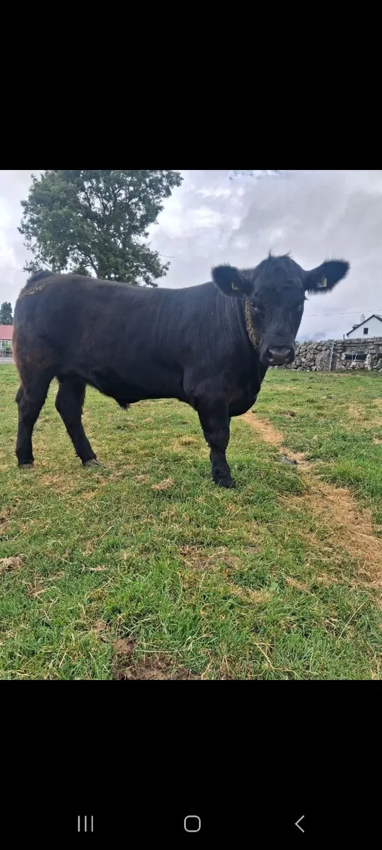 2 bullocks approximately 600kg - Image 2