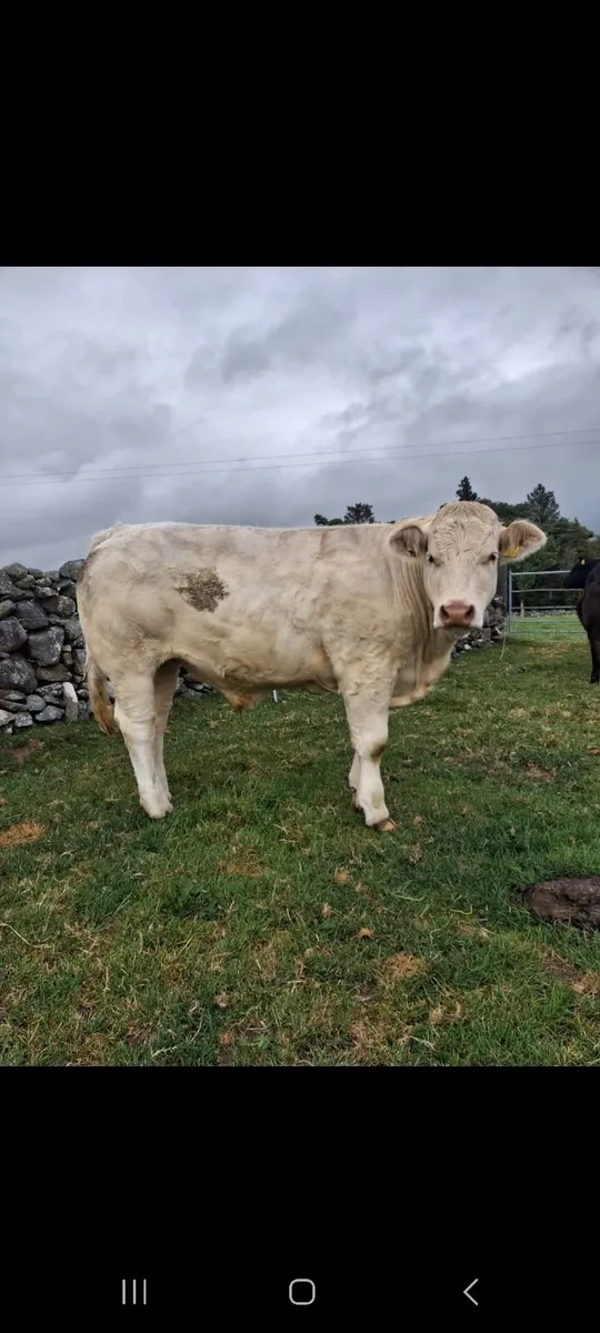 2 bullocks approximately 600kg - Image 3