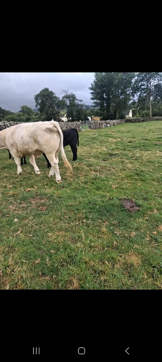 2 bullocks approximately 600kg - Image 4