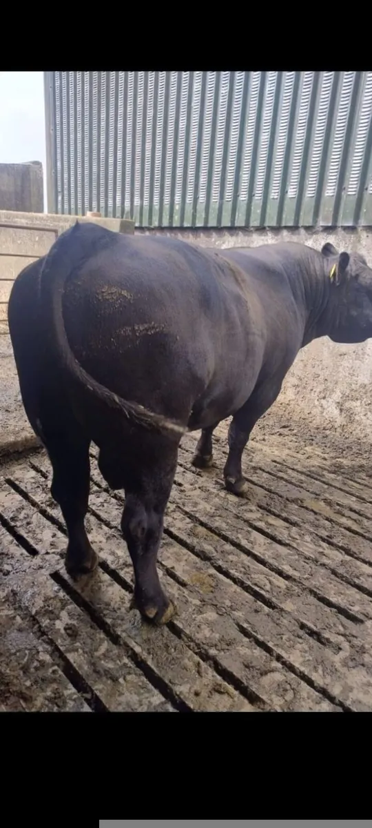 Pedigree Registered Angus Pair - Image 4