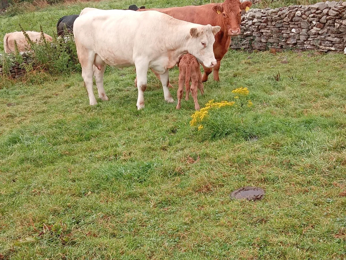 4 Springers with Calfs and stars - Image 2