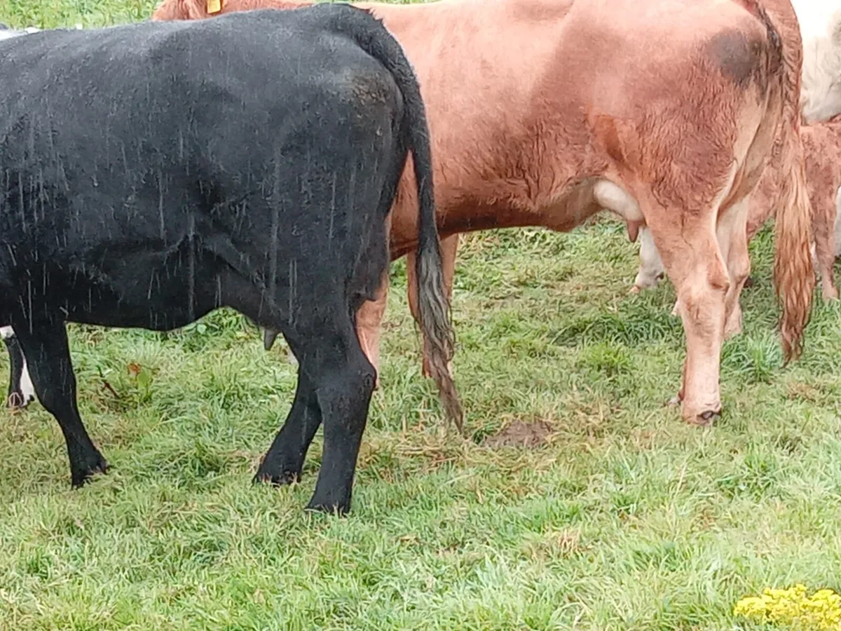 4 Springers with Calfs and stars - Image 3