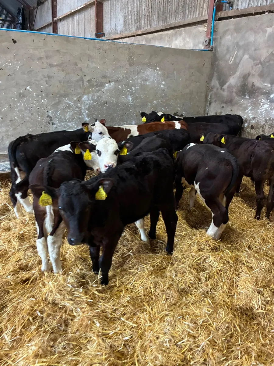 Angus and Hereford bulls - Image 4