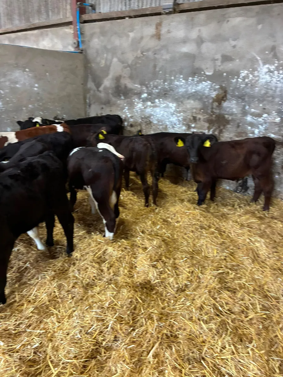 Angus and Hereford bulls - Image 2