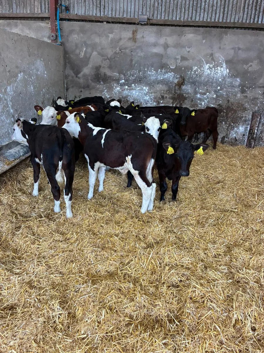 Angus and Hereford bulls - Image 1
