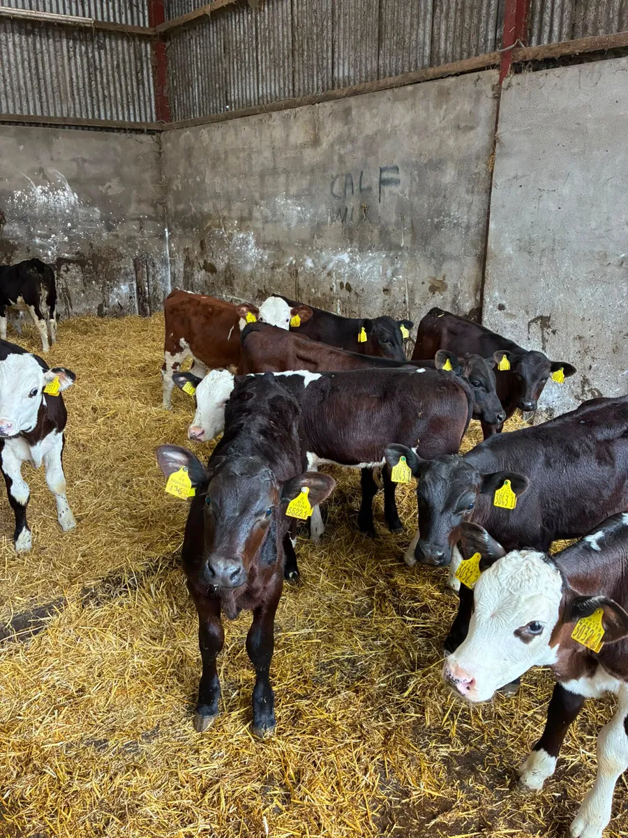 Angus and Hereford bulls - Image 3