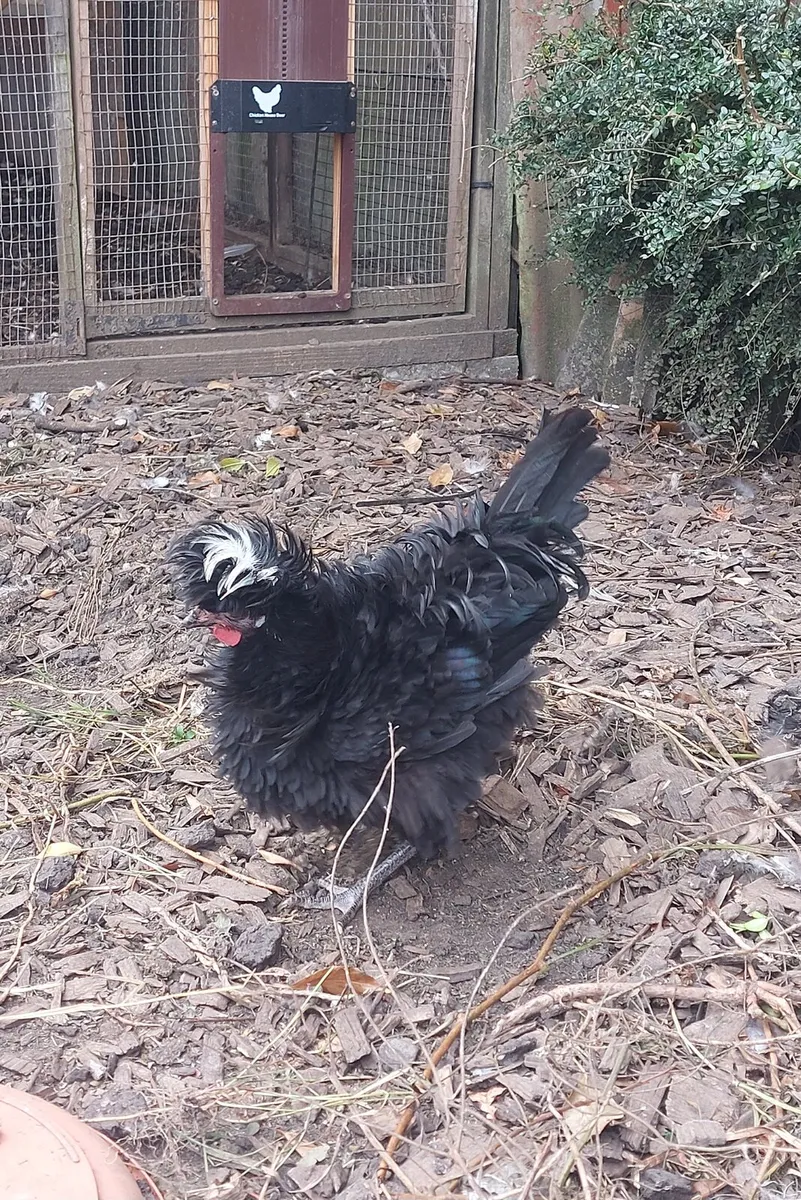 Polish Bantams Pairs plus crossbred cocks - Image 2