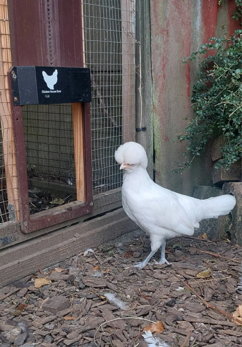 Polish Bantams Pairs plus crossbred cocks - Image 1